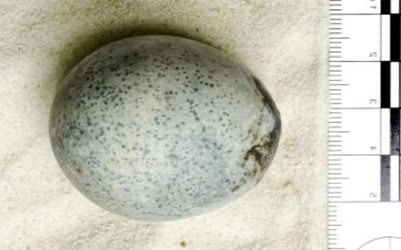 Roman Egg Found in Aylesbury Still Has Contents After 1,700 Years